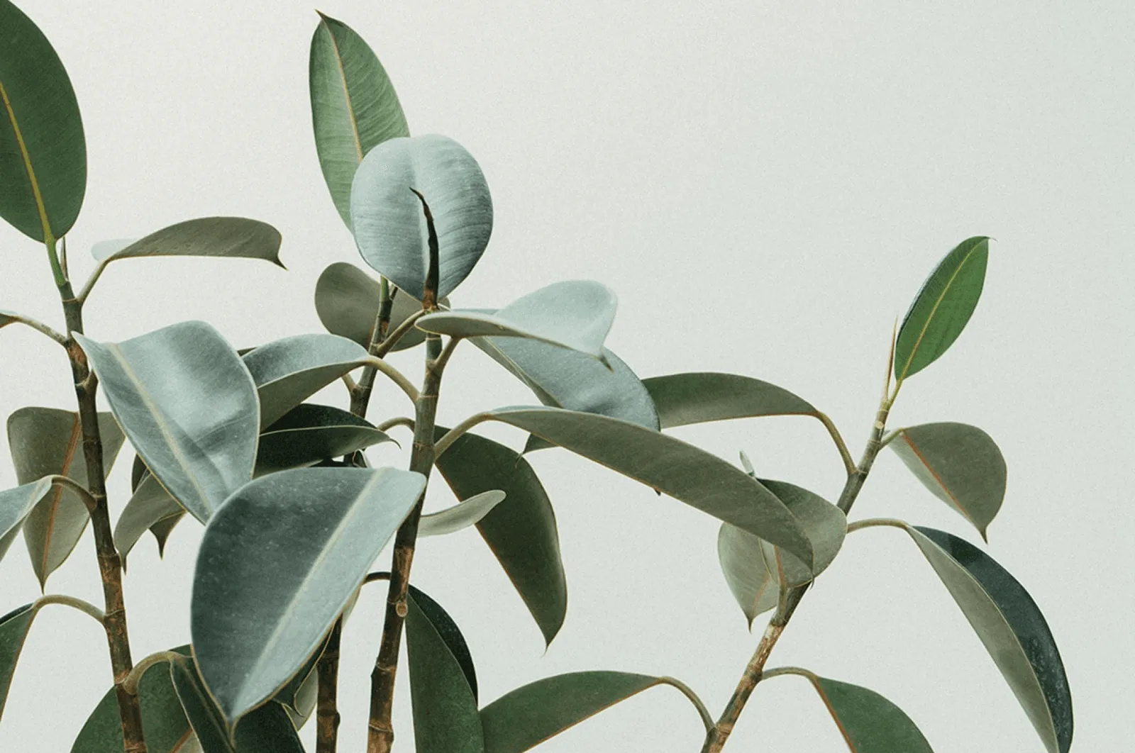 Image by Unsplash
